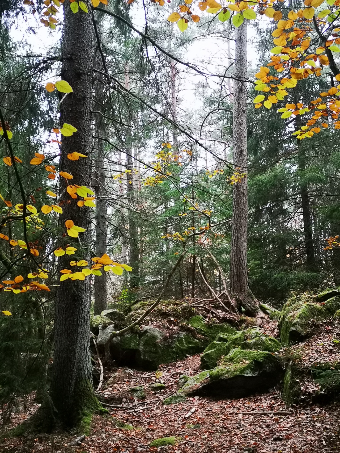 Calbergskogen